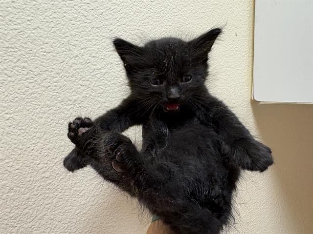 Huey - Domestic Short Hair