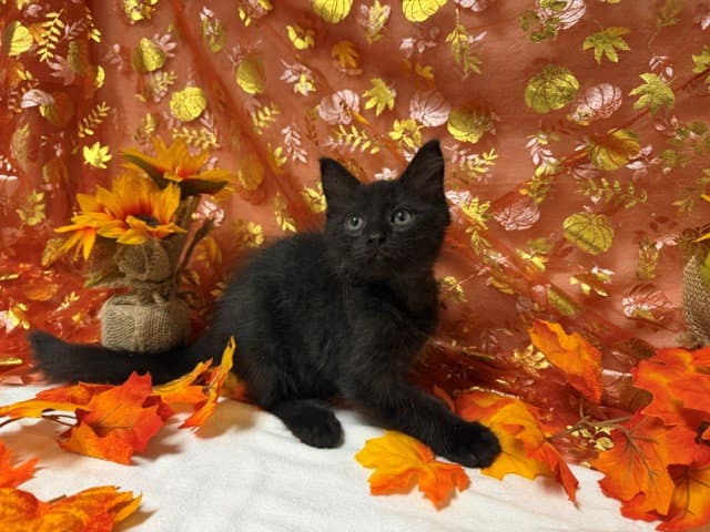 Huey - Domestic Short Hair