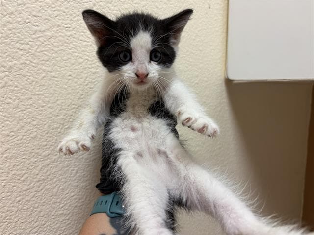 Dewey - Domestic Short Hair