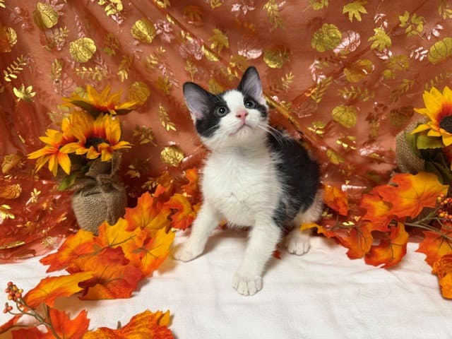 Dewey - Domestic Short Hair