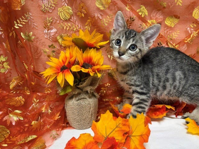 Louie - Domestic Short Hair