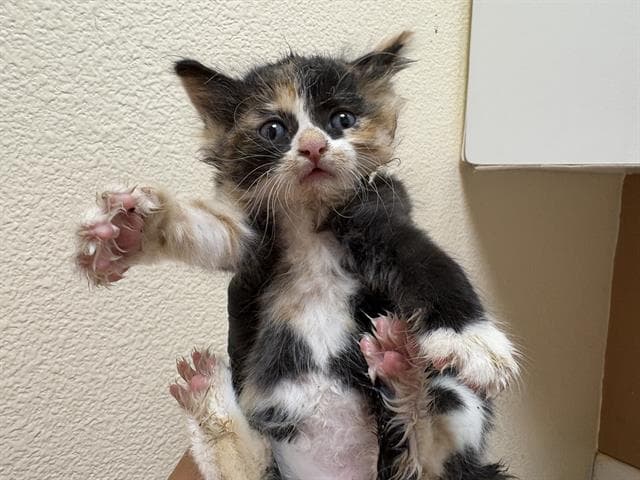 Webby - Domestic Short Hair