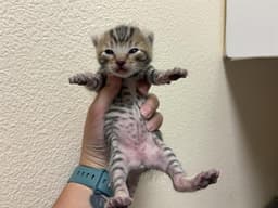 Sleepy image 1