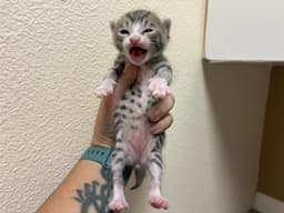 White Paws image 1