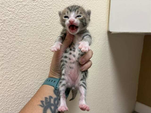 White Paws - Domestic Short Hair