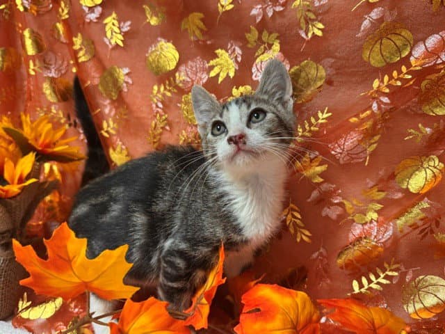 Caroline - Domestic Short Hair