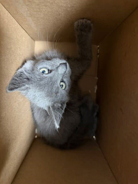 Petunia - Domestic Medium Hair