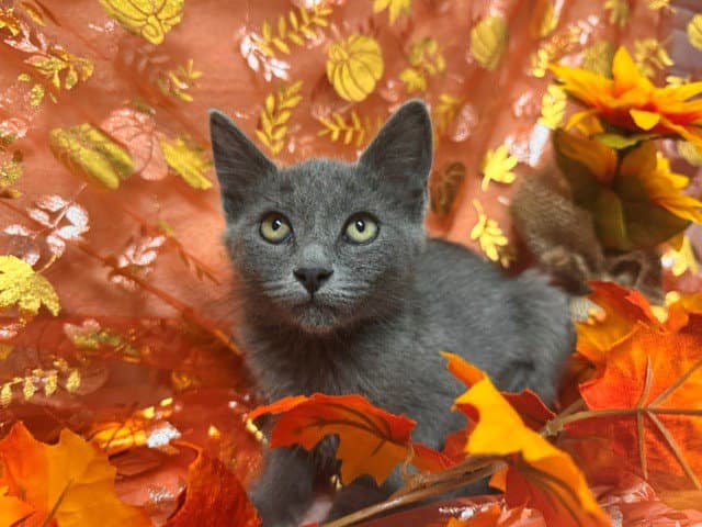 Petunia - Domestic Medium Hair