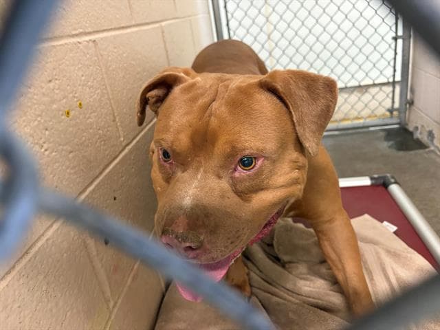 Scooby - Pit Bull Terrier