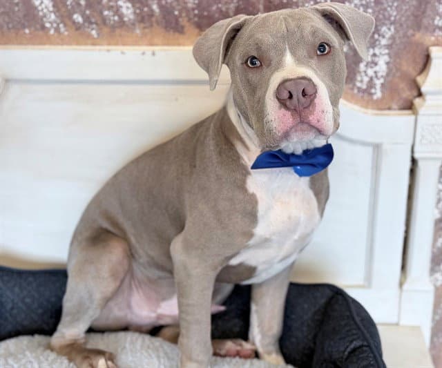 Wilbur - Pit Bull Terrier
