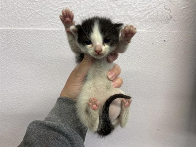 Suzy - Domestic Short Hair