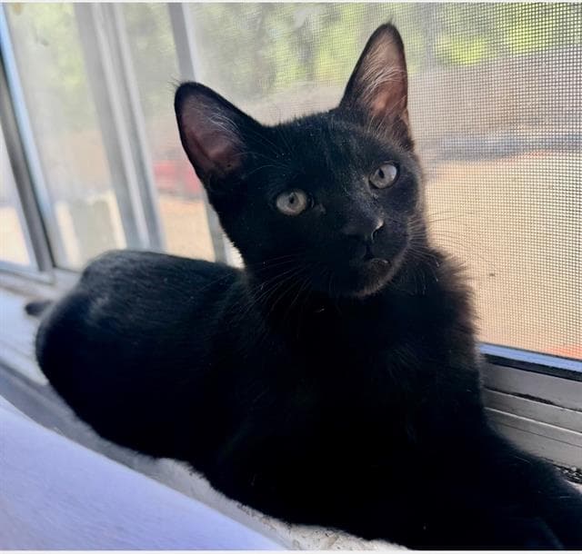 Sasha - Domestic Short Hair