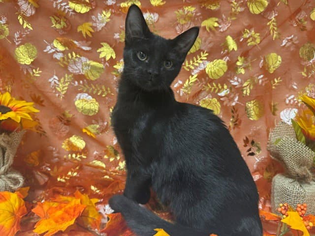 Sasha - Domestic Short Hair
