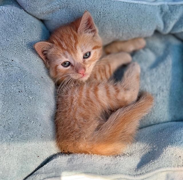 Sunny - Domestic Short Hair