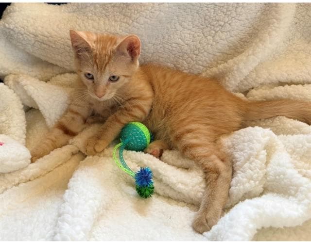 Sunny - Domestic Short Hair