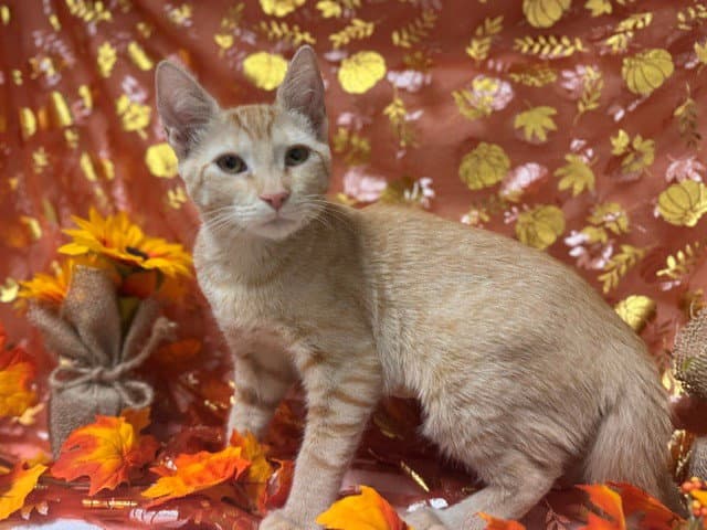 Sunny - Domestic Short Hair