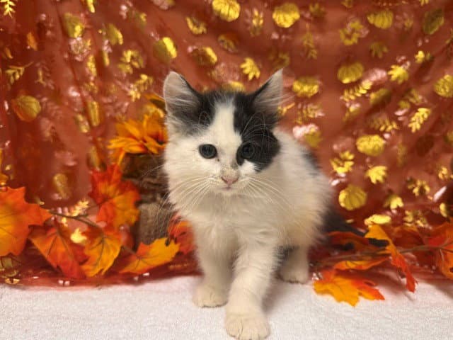 Cagney - Domestic Short Hair