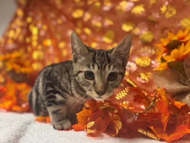 Frankie - Domestic Short Hair