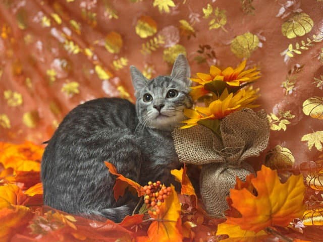 Veronica - Domestic Short Hair