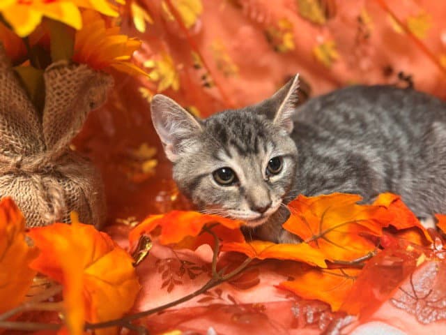 Giovanni - Domestic Short Hair