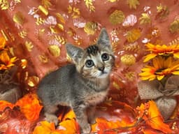 Velma image 1