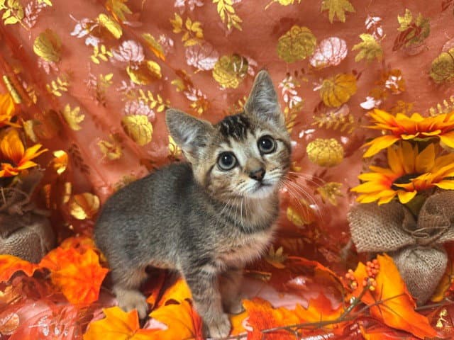 Velma - Domestic Short Hair