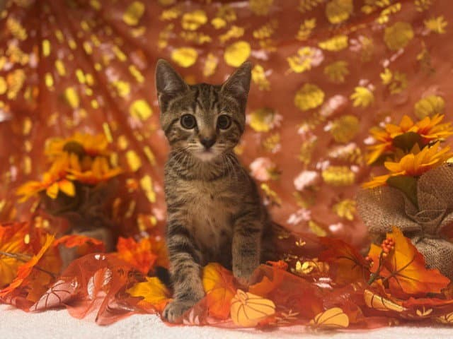 Bacon - Domestic Short Hair