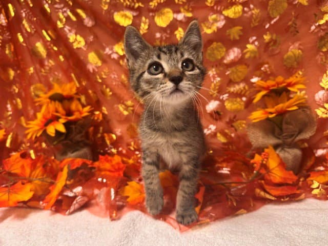 Scooby - Domestic Short Hair