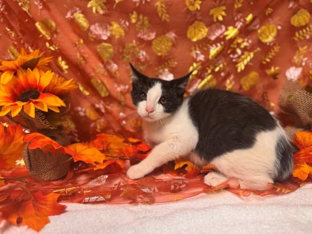 Miner - Domestic Short Hair