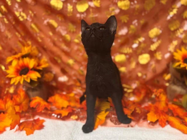 Wobbles - Domestic Short Hair