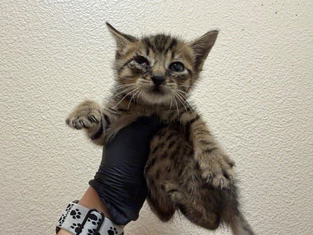 Biscuit - Domestic Short Hair