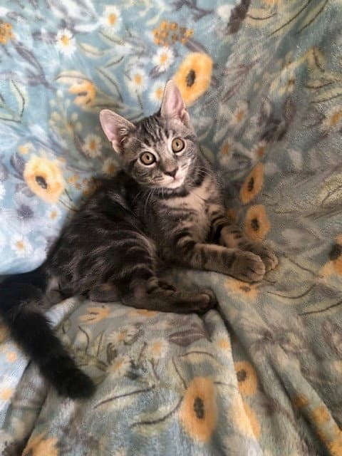Bianca - Domestic Short Hair