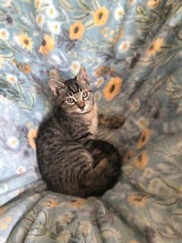Gino image 1