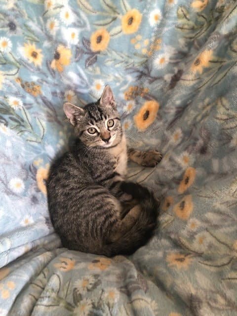 Gino - Domestic Short Hair