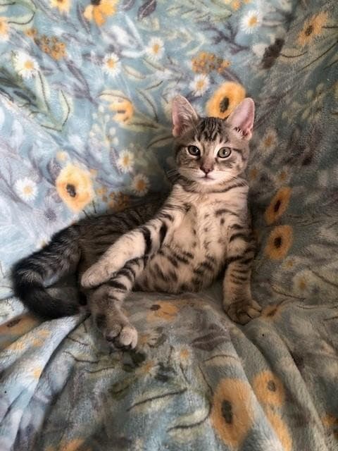 Vinnie - Domestic Short Hair