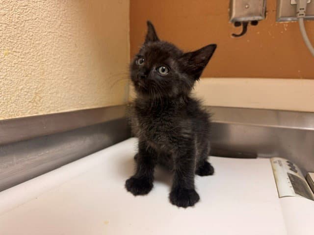 Holland - Domestic Short Hair