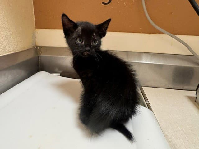 Tom - Domestic Short Hair