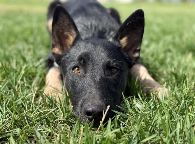 Blippi - Australian Cattle Dog/Blue Heeler