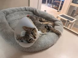 Buster image 1