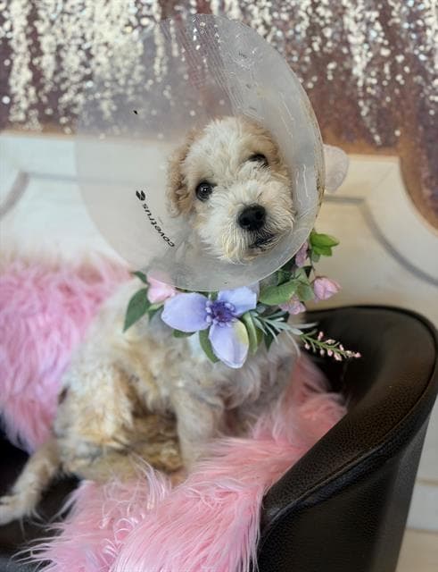 Jake - Poodle (Miniature)