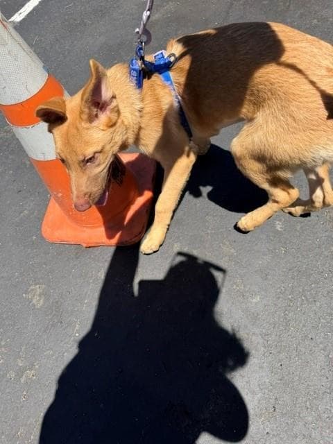 Germany - German Shepherd Dog