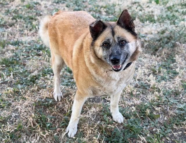 Angel - German Shepherd Dog