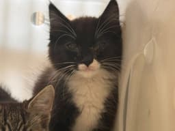 Mr Whiskers image 1