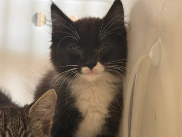 Mr Whiskers - Domestic Short Hair