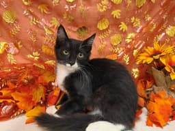 Mr Whiskers image 1