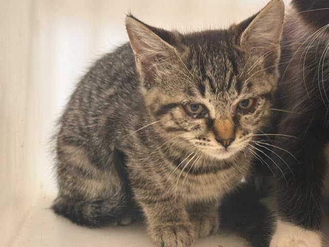 Zena - Domestic Short Hair