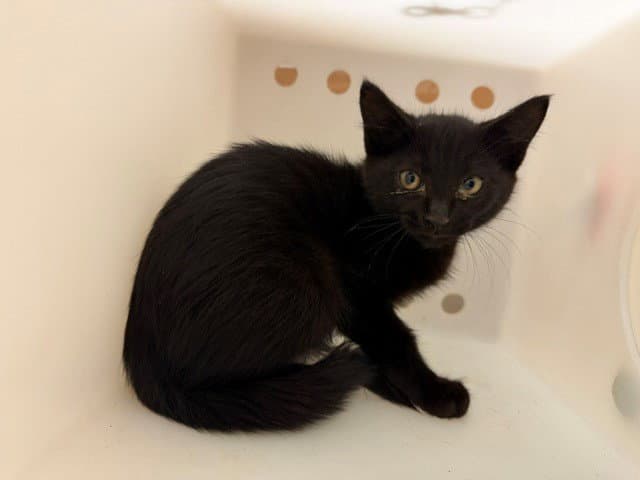 Midnight - Domestic Short Hair