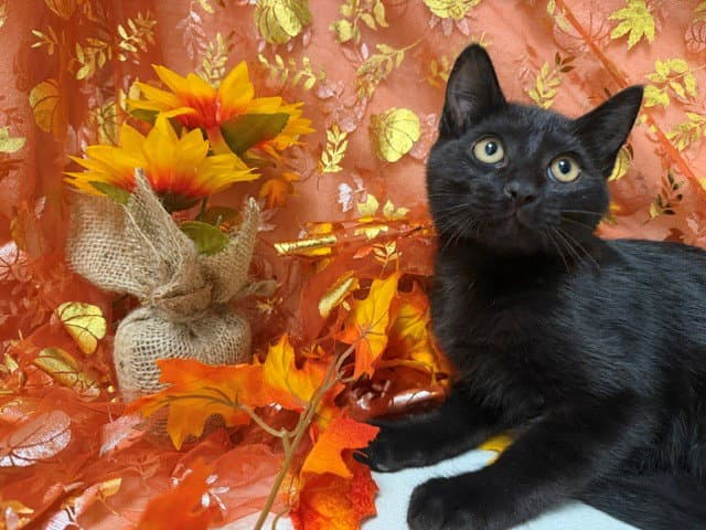Midnight - Domestic Short Hair