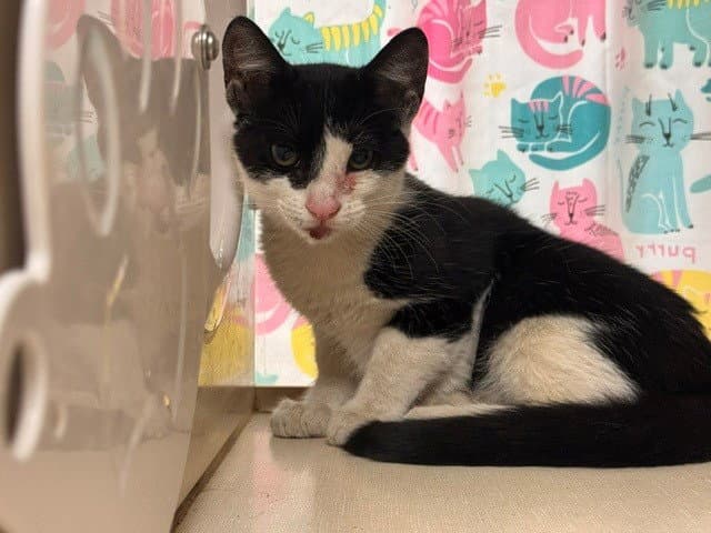 Snoopy - Domestic Short Hair