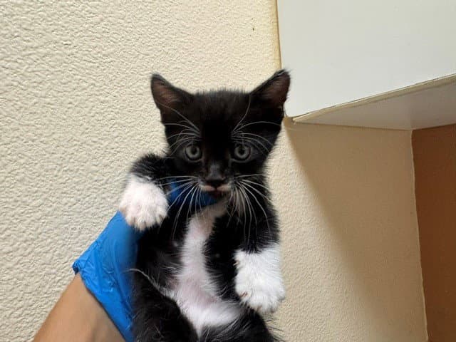 Woody - Domestic Short Hair